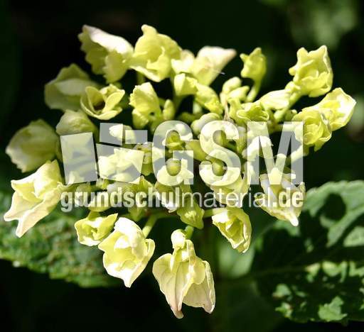 Hortensie-Knospen.JPG